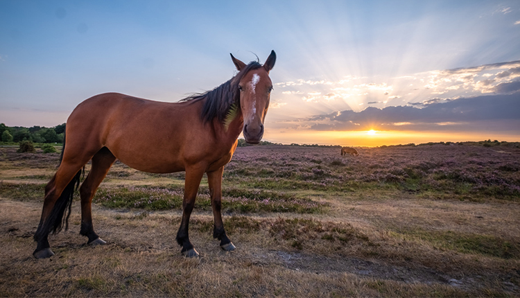 New Forest Pony at Lyndhurst